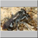 Pompilus cinereus - Wegwespe w52c mit Spinne - Sandgrube Niedringhaussee.jpg